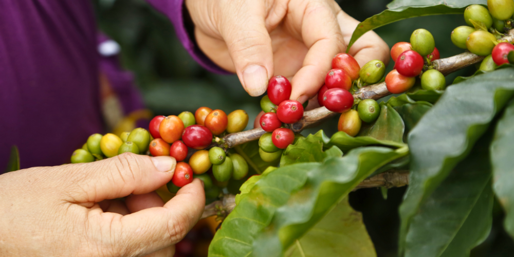 Sequía afectará la producción de café en Veracruz