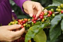 Sequía afectará la producción de café en Veracruz