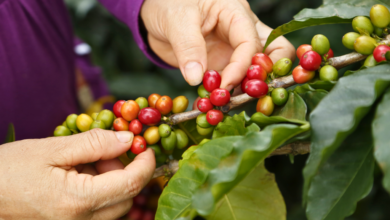 Sequía afectará la producción de café en Veracruz