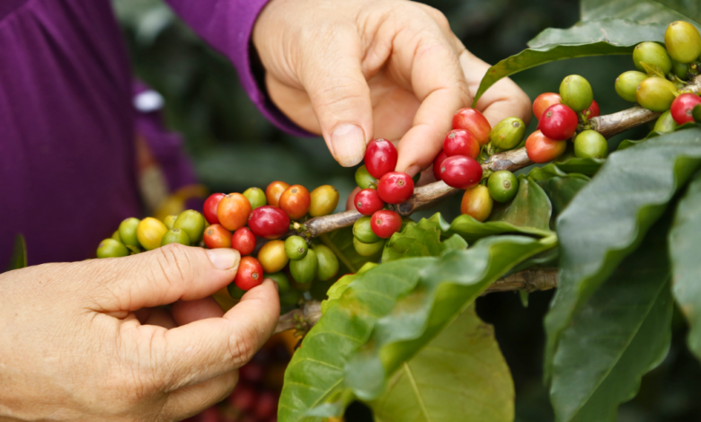 Sequía afectará la producción de café en Veracruz