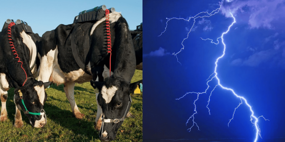 Siete vacas mueren electrocutadas durante tormenta eléctrica en Veracruz