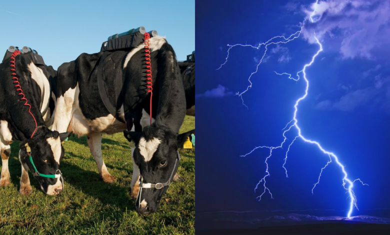 Siete vacas mueren electrocutadas durante tormenta eléctrica en Veracruz