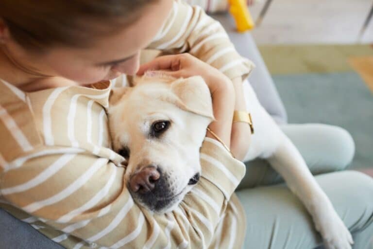 El olor de tu estrés afecta a tu perro