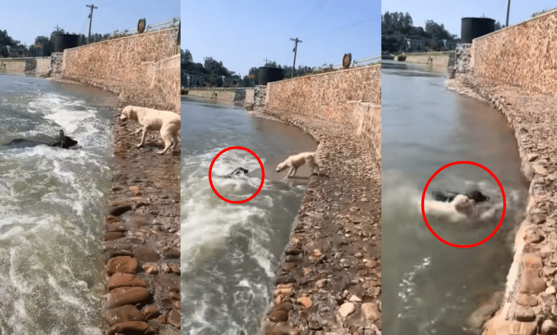 VIDEO: Perrito se lanza al agua para salvar a su amigo lomito