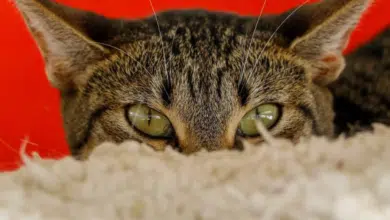 Abren “Michigan”: Un albergue para gatitos en la CDMX