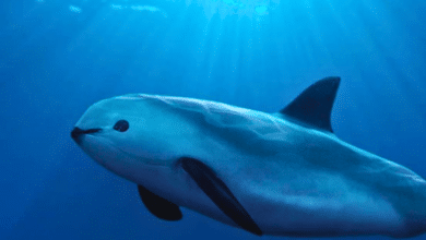 La razón por la que la vaquita marina está en peligro de extinción