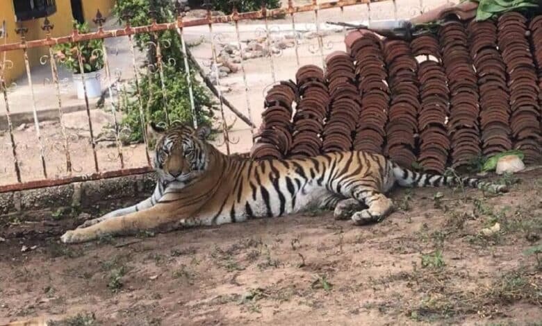 Violencia en Sinaloa impide rescate de tigresa amarrada a un árbol