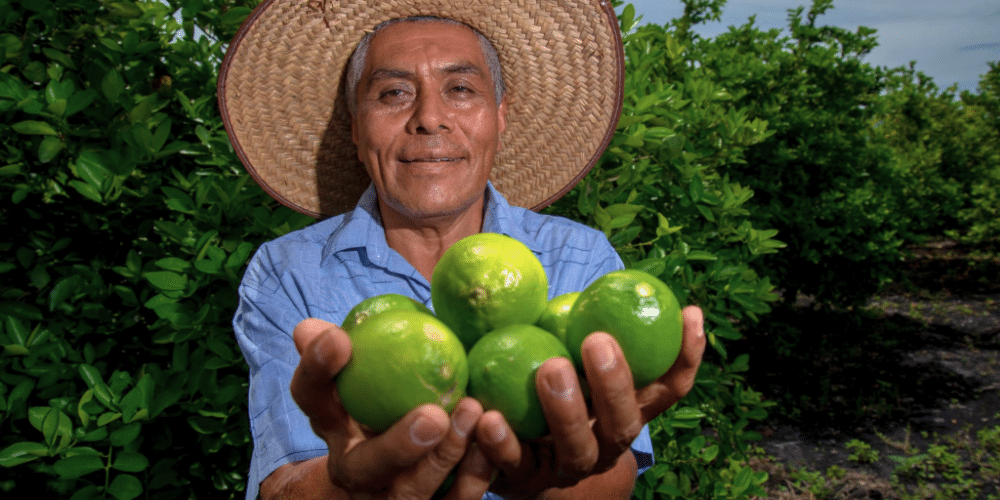 Veracruz consolida su liderazgo como productor nacional de limones