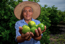 Veracruz consolida su liderazgo como productor nacional de limones