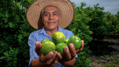 Veracruz consolida su liderazgo como productor nacional de limones