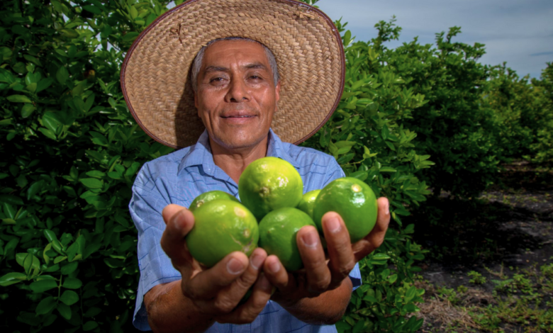 Veracruz consolida su liderazgo como productor nacional de limones