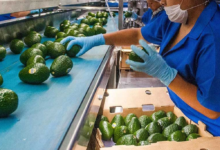 Los agroproductos mexicanos que más brillan en el extranjero