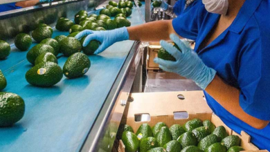 Los agroproductos mexicanos que más brillan en el extranjero