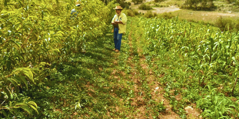 Fomentan la milpa sin agrotóxicos en San Andrés Tlalnelhuayocan