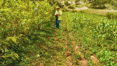 Fomentan la milpa sin agrotóxicos en San Andrés Tlalnelhuayocan