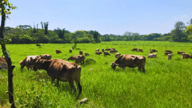 Ganaderos del norte de Veracruz recuperan producción lechera tras siete años de sequía