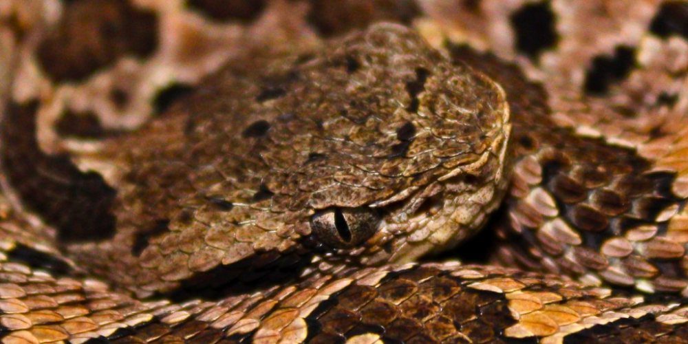 Hombre muere tras mordedura de peligrosa serpiente en Las Choapas, Veracruz