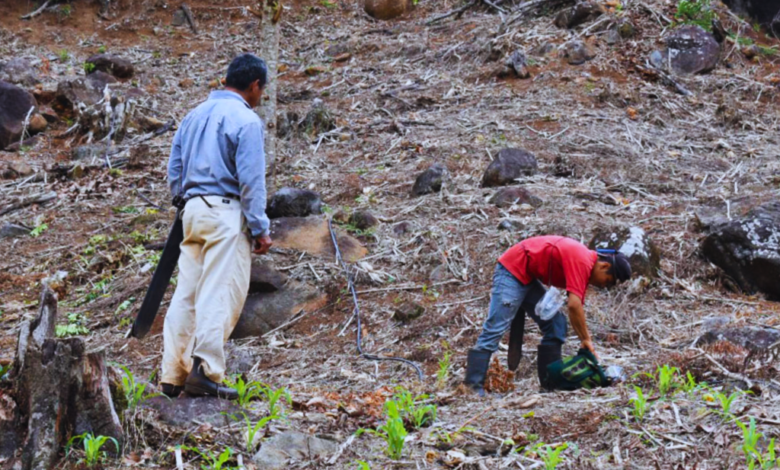 Las lluvias de temporada ayudan a la recuperación agrícola en Veracruz