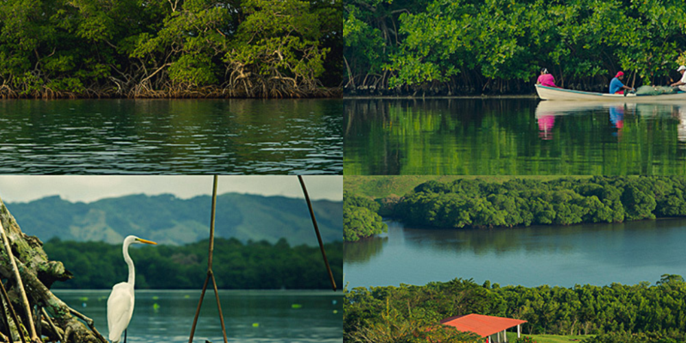 Manglares de Veracruz