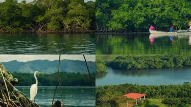 Manglares de Veracruz