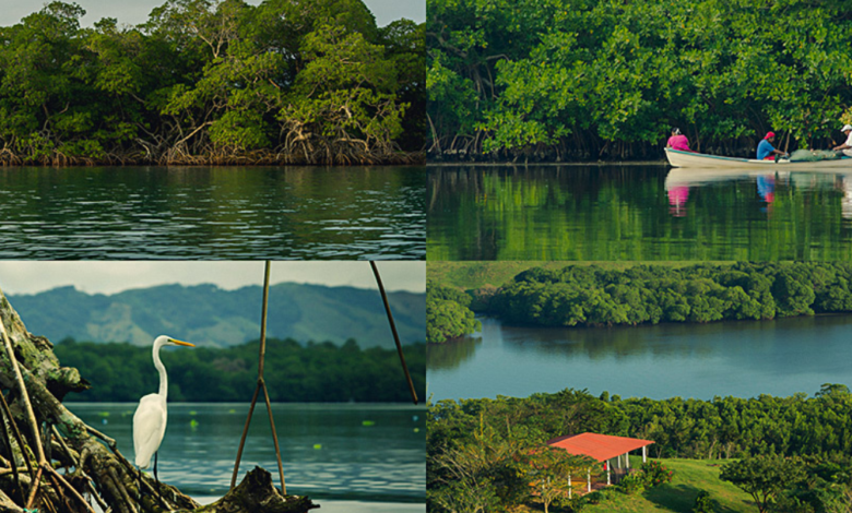 Manglares de Veracruz