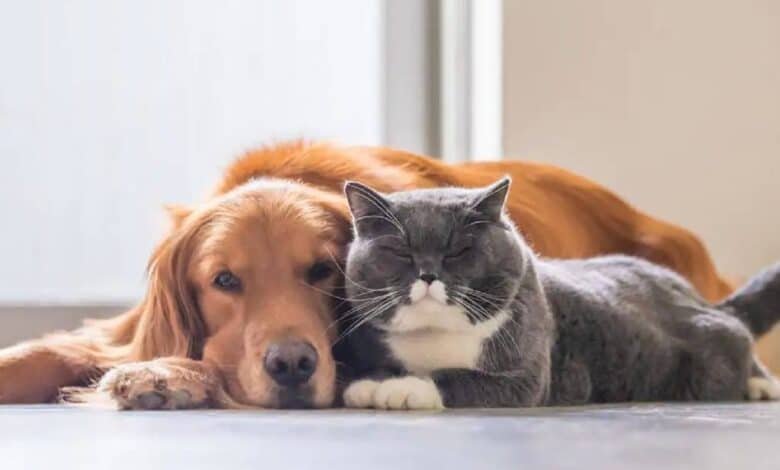 Lo que sueñan los gatos y los perros, según la ciencia