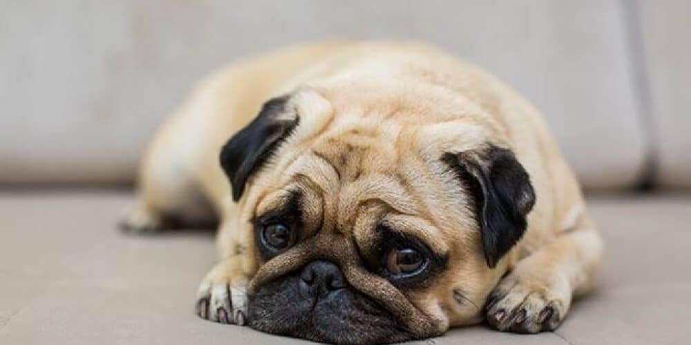 ¿Los perros pueden morir de tristeza?