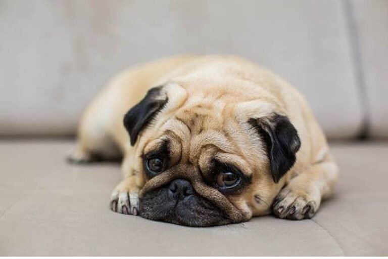 ¿Los perros pueden morir de tristeza?