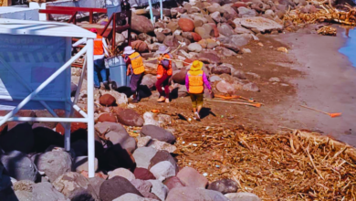 Toneladas de palizada arriban a las playas del puerto de Veracruz