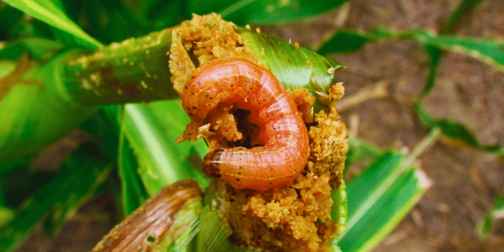 Alarma en la Huasteca de Veracruz por invasión de gusanos verdes y barrenadores