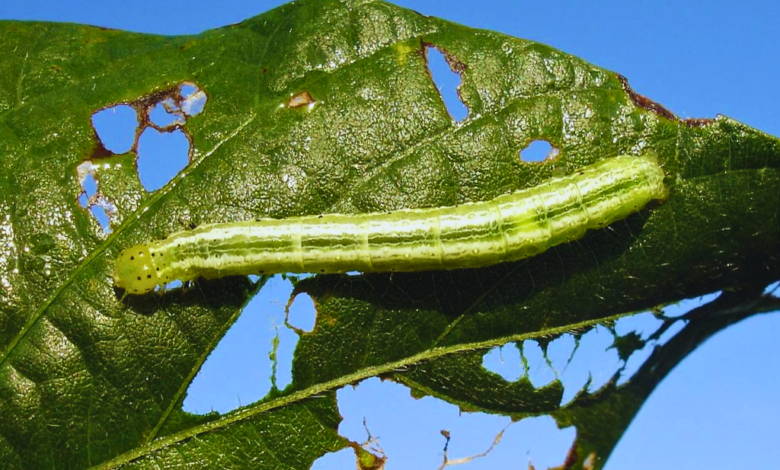 Alarma por invasión de gusano verde al norte de Veracruz