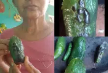 Chile tatemado en forma de san judas jaja