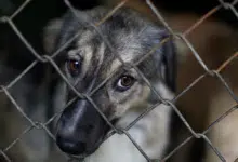 Diputados aprueban reforma contra el maltrato animal