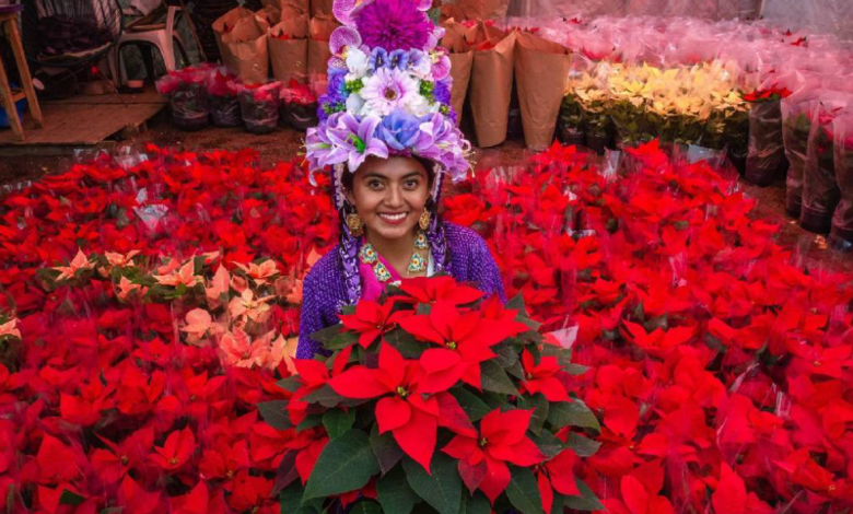 Flor de Noche Buena