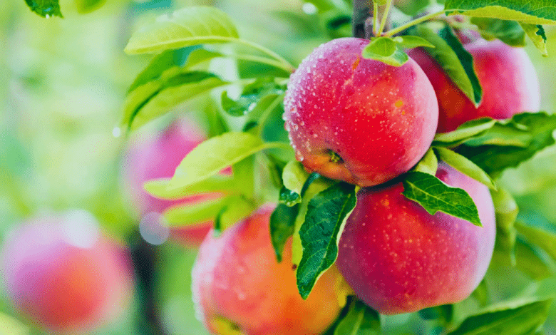 La fruta que debes consumir con cáscara por su efecto alcalinizante