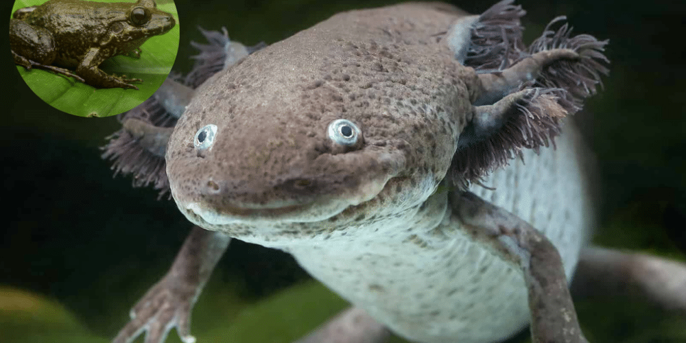 5 animales endémicos únicos de Veracruz