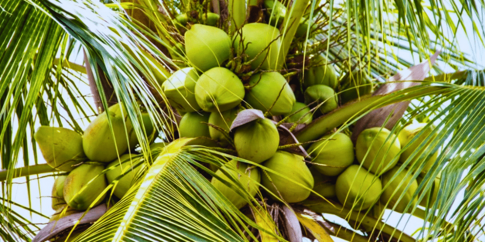 Productores de coco en Veracruz amplían sus exportaciones