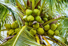 Productores de coco en Veracruz amplían sus exportaciones