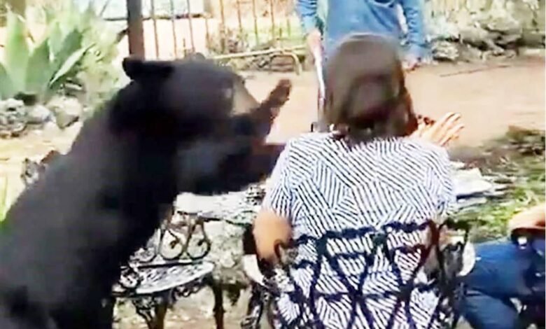 Oso negro ataca a una mujer en restaurante de NL