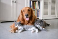 Las razas de perros que se llevan mejor con los gatos