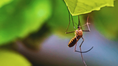 Veracruz enfrenta tercer lugar nacional en casos de dengue