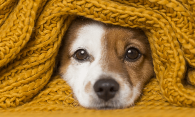 Cuida a tus mascotas del frío