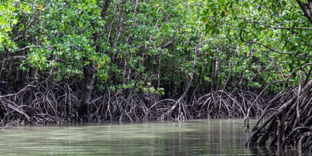 El manglar más grande de México, ubicado en Alvarado