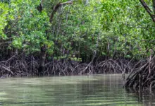 El manglar más grande de México, ubicado en Alvarado