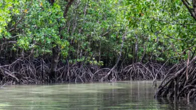 El manglar más grande de México, ubicado en Alvarado