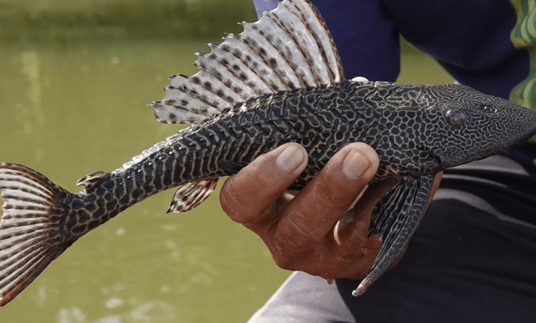 El pez diablo, una especie invasora en Veracruz