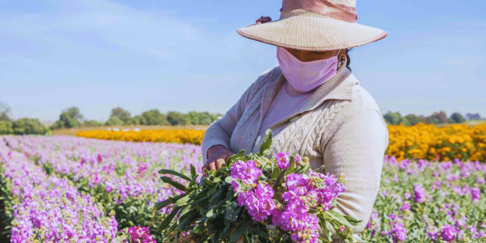 Floricultores pierden hasta un 30% de ventas en Veracruz por frente frío