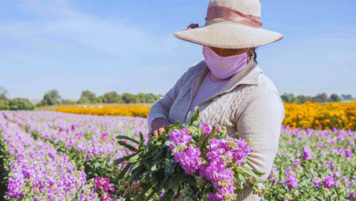 Floricultores pierden hasta un 30% de ventas en Veracruz por frente frío