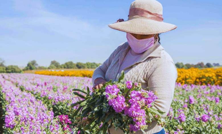 Floricultores pierden hasta un 30% de ventas en Veracruz por frente frío