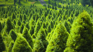 La riqueza forestal de Veracruz cuarto lugar en producción de pinos en México